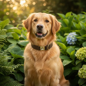 Have a jolly Christmas - Personalized dog collar