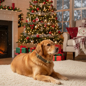 Have a jolly Christmas - Personalized dog collar