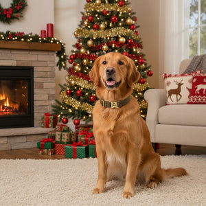 Have a jolly Christmas - Personalized dog collar